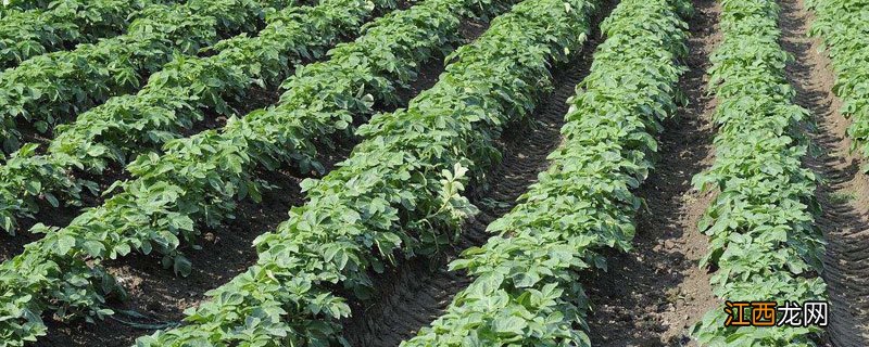 土豆苗长的太高怎么办 土豆苗长太高怎么办