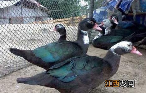 火鸭养殖方法 火鸭养殖技术