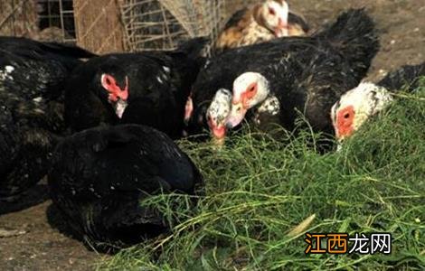 火鸭养殖方法 火鸭养殖技术