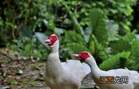 番鸭的饲养管理 番鸭的饲养管理论文