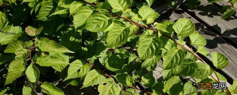 苦皮藤素的作用与功效 苦藤的功效与副作用