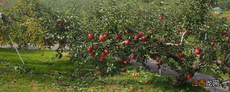 苹果树花叶病用什么药 苹果树花叶病用什么药灌根