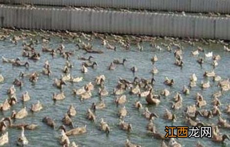 果园养鸭的技术要点 果园养鸭的技术