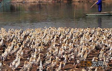 果园养鸭的技术要点 果园养鸭的技术