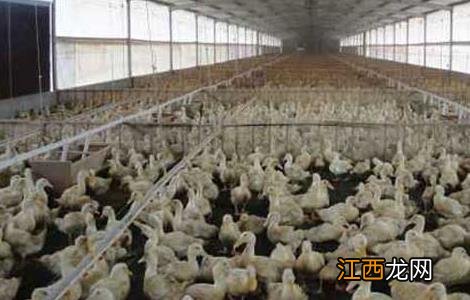 果园养鸭的技术要点 果园养鸭的技术