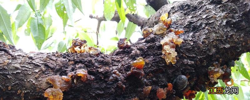 生石灰能治桃树流胶 生石灰能治桃树流胶病