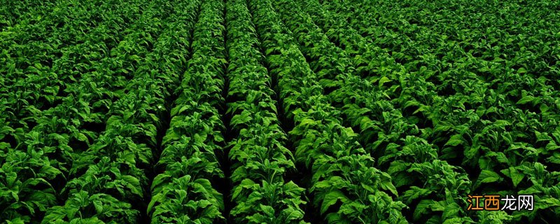 不伤烟草的除草剂 烟叶除草剂打什么除草剂