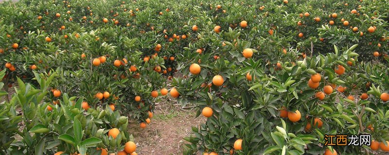 湖南夏橙产地 夏橙产地