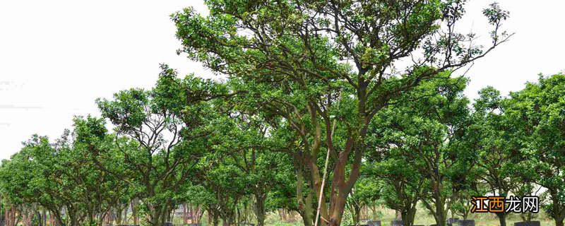 柚木产地 柚木产地在哪里