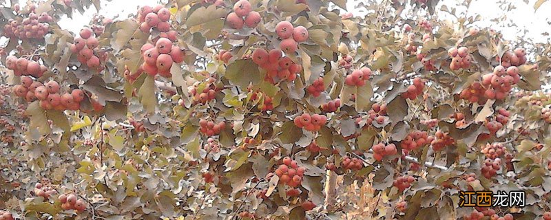 山楂树啥时候施肥好,,施啥肥好 山楂树春季施什么肥