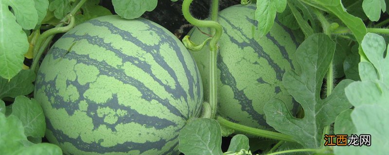 西瓜厚皮是什么原因 西瓜皮很厚是什么原因