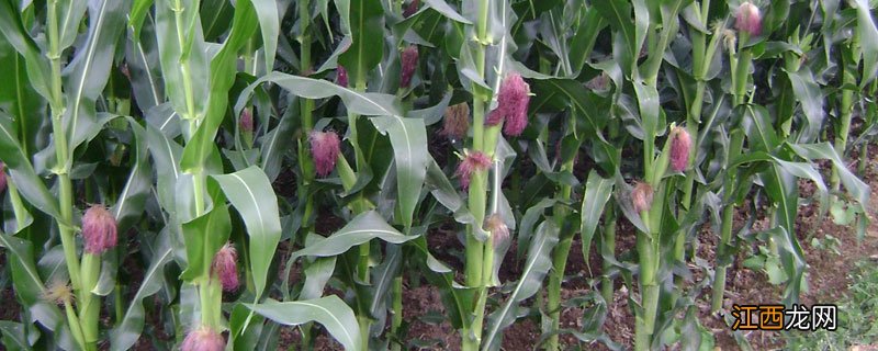 硝烟莠去津使用方法 硝烟莠去津使用方法残留