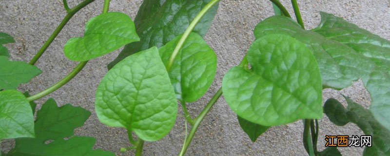 木耳菜怎样过冬 木耳菜如何过冬