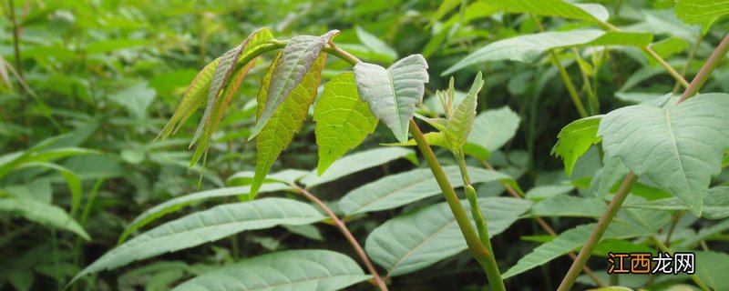 哪里有香椿树苗卖 哪里有香椿树苗出售