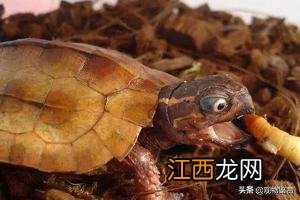 虾米吃什么食物好养活 虾米吃什么食物