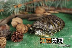 虾米吃什么食物好养活 虾米吃什么食物