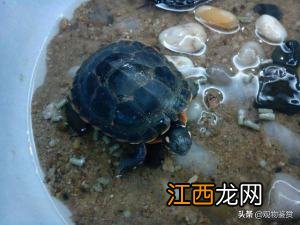 虾米吃什么食物好养活 虾米吃什么食物