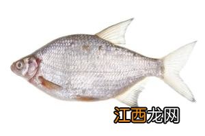 武昌鱼又叫什么鱼 武昌鱼是什么鱼