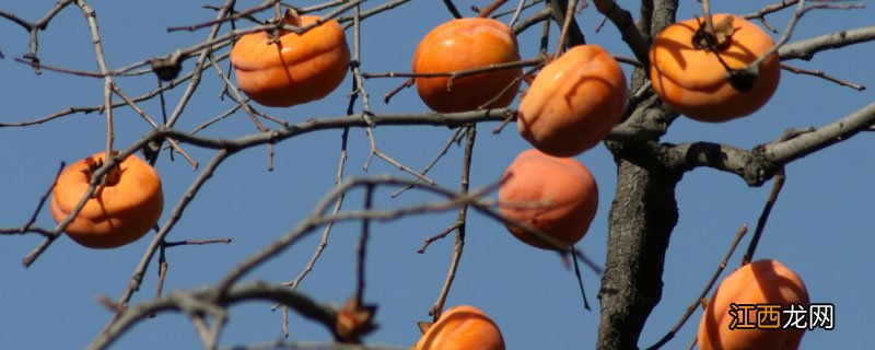 柿子树为什么落果 柿子树为什么落果,柿子树落果怎么办