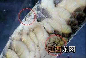 眼镜王蛇长什么样子 蛇长什么样子