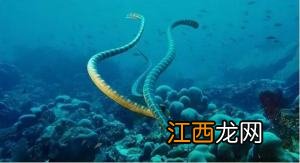 眼镜王蛇长什么样子 蛇长什么样子