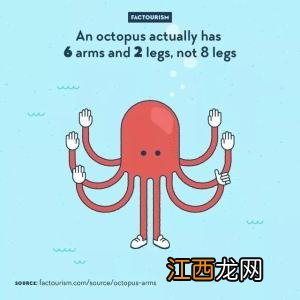 兔子图片 兔子有几条腿