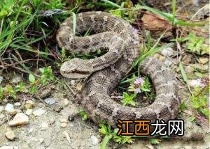 夏天夏眠的动物有哪些 夏眠的动物有哪些