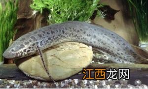 夏天夏眠的动物有哪些 夏眠的动物有哪些