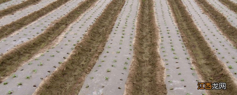 地膜花生的种植时间 地膜覆盖花生什么时候种