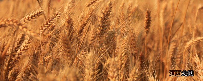 小麦浇返青水上化肥吗 小麦浇返青水上什么肥料好