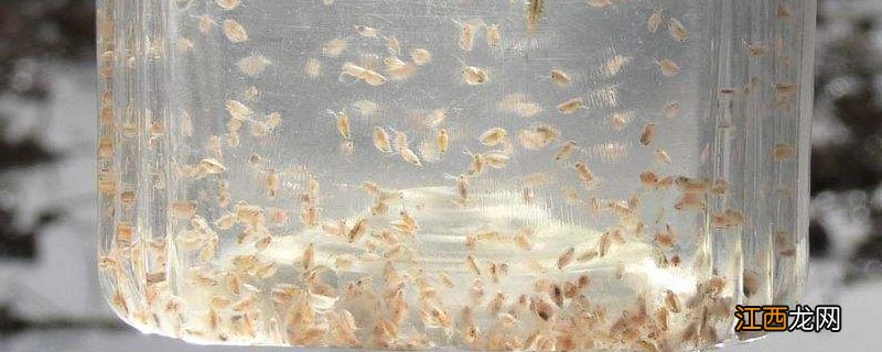 枝角类和桡足类怎么杀 枝角类怎么处理