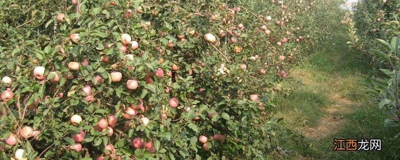 烟台基地有什么样的富士苗木 烟台富士苹果树苗