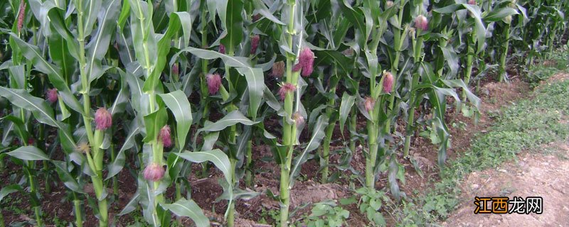 优旗318玉米种子怎么样 优旗318玉米种子