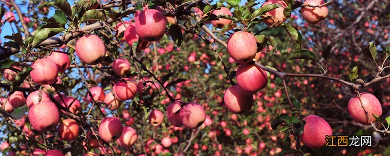 苹果等级区分 苹果等级划分标准