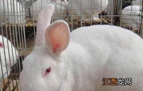养肉兔子要注意哪些 养殖肉兔该注意什么