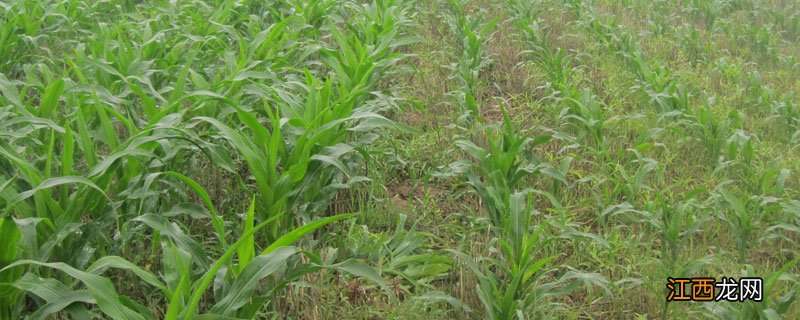甘草磷灭草剂 草甘磷除草剂生产厂家