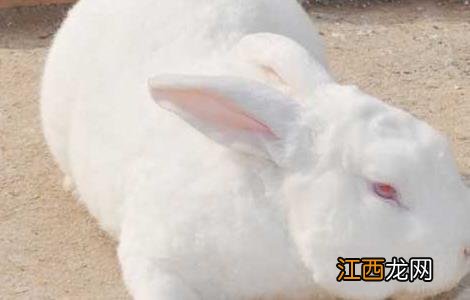 新手养宠物兔需要注意什么 新手养兔的几个小忌讳