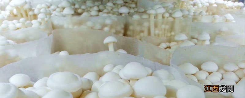 金针菇怎么种 金针菇怎么种植方法视频