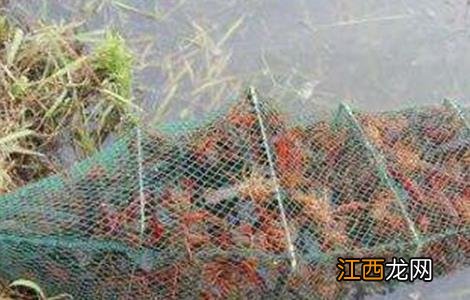 小龙虾养殖要点 小龙虾养殖的关键点