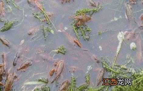 小龙虾养殖要点 小龙虾养殖的关键点