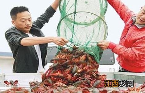 小龙虾养殖要点 小龙虾养殖的关键点