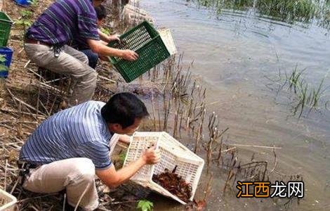 小龙虾养殖要点 小龙虾养殖的关键点