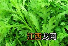 茼蒿百度百科 茼蒿百科