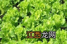 生菜百科 生菜百度百科名菜