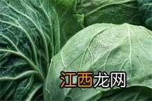 卷心菜百科 卷心菜是哪一种菜