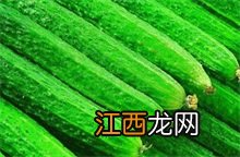 非洲黄瓜百科 黄瓜百科