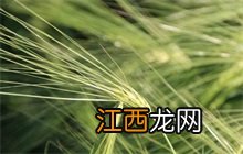 青稞又称为 青稞百科