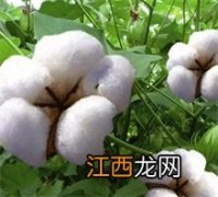 棉花百科 棉花百科棉花的花语是什么?