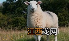 绵羊百科视频 绵羊百科