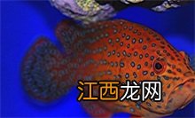 石斑鱼百科全书 石斑鱼百科